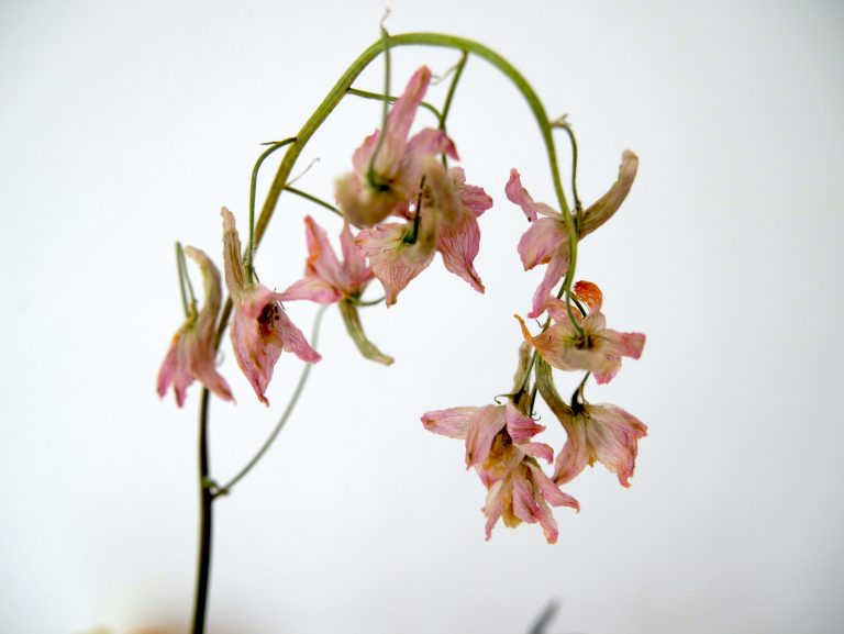 FADING FLOWERS